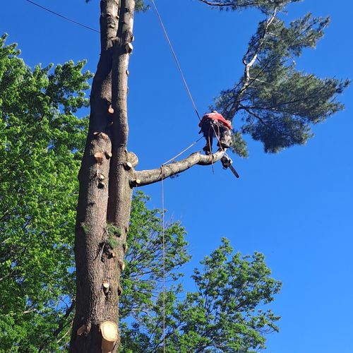 Tree Trimming and Removal