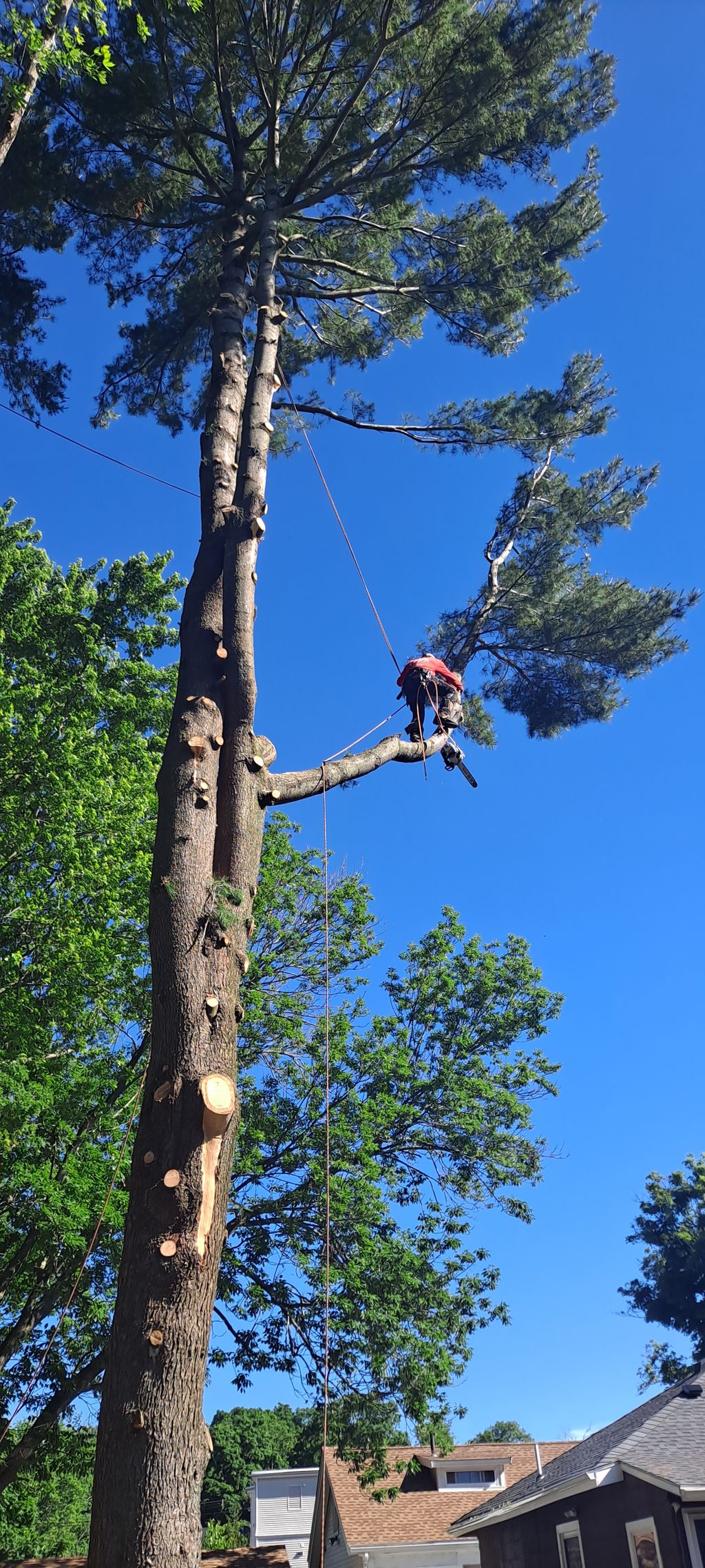 Tree Trimming and Removal