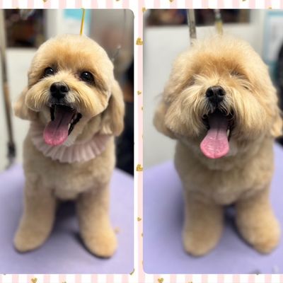 Avatar for At-Home Professional Dog Grooming