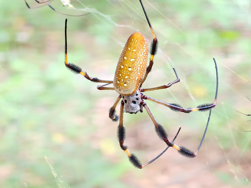 We Are Not Afraid of Spiders!