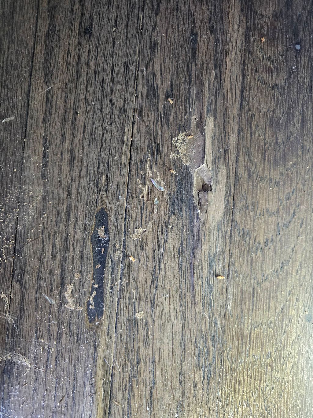 Termite Damage 