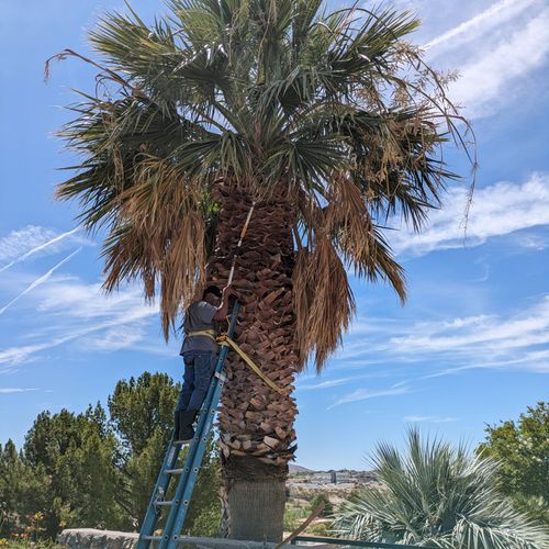 Palm Tree Pruning (Before) 