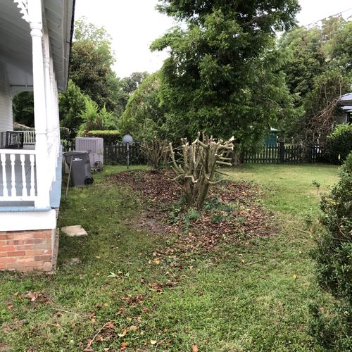 Shrub Trimming and Removal