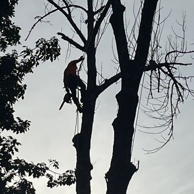 Avatar for The climber tree service