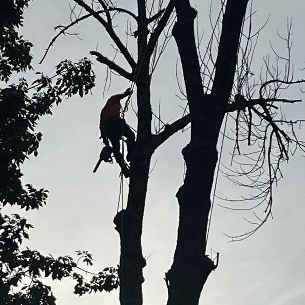 The climber tree service