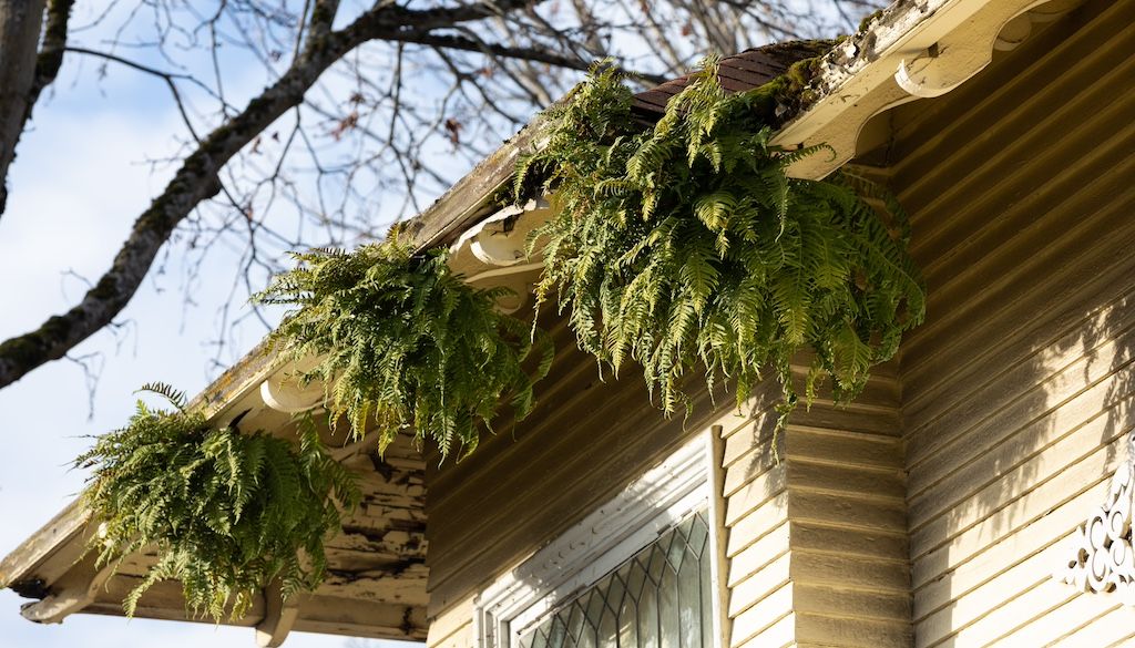 plants growing out of gutters
