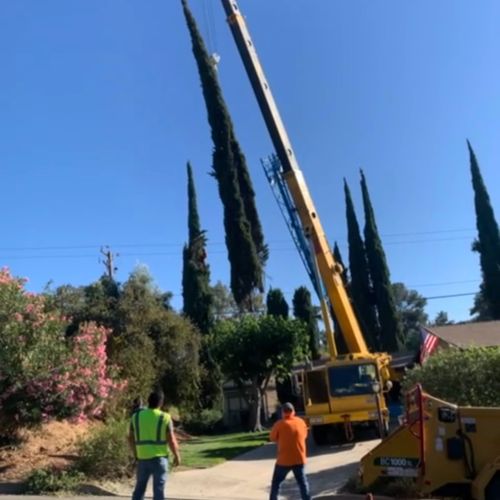 Tree Removal