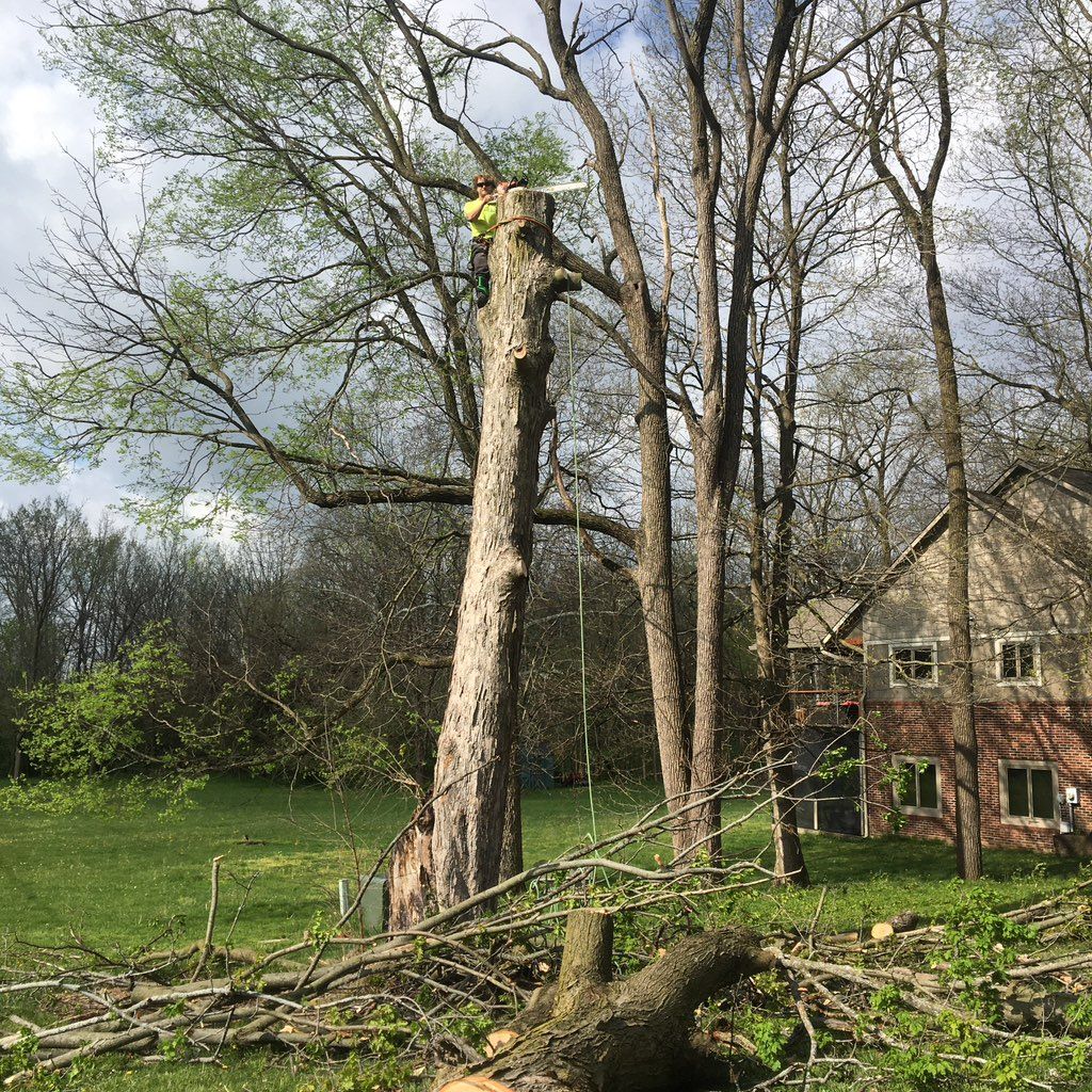 Barrett’s Trees