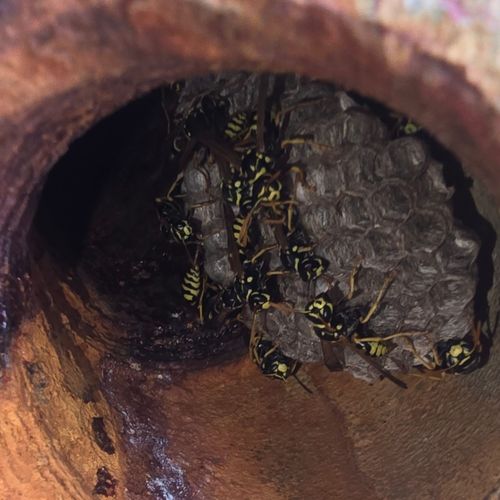 Paper wasp nest