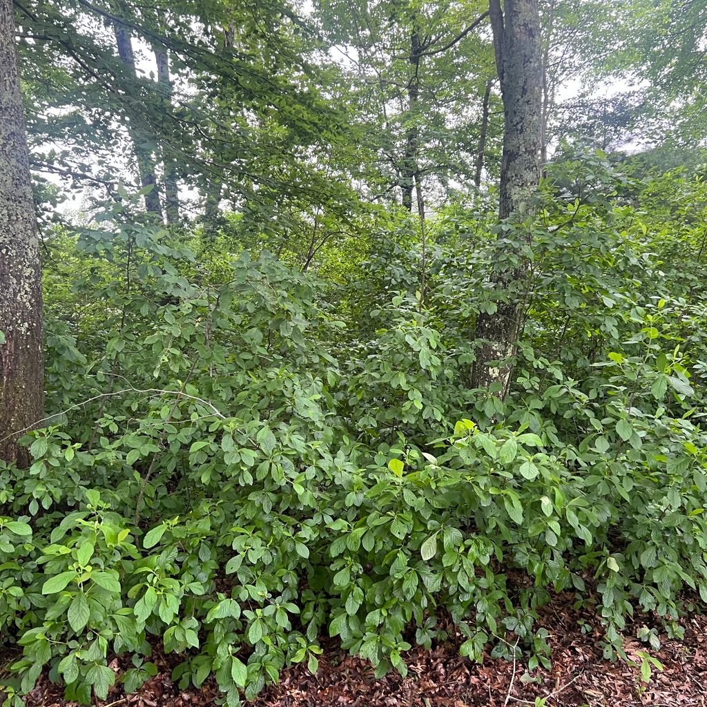 Tree Stump Grinding and Removal