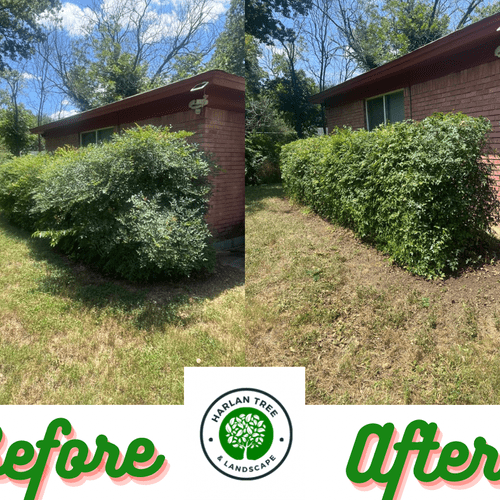 Shrub Trimming and Removal