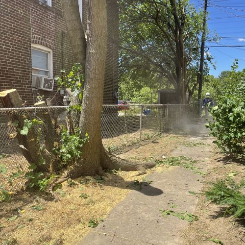 Tree Trimming and Removal