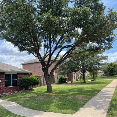 Tree Trimming and Removal