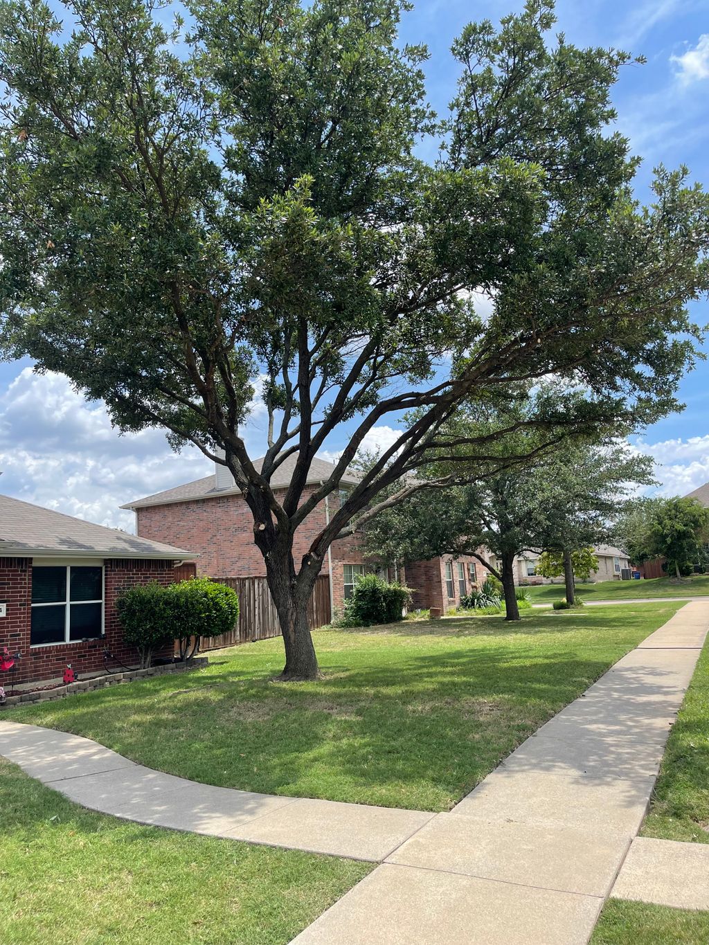 Tree Trimming and Removal