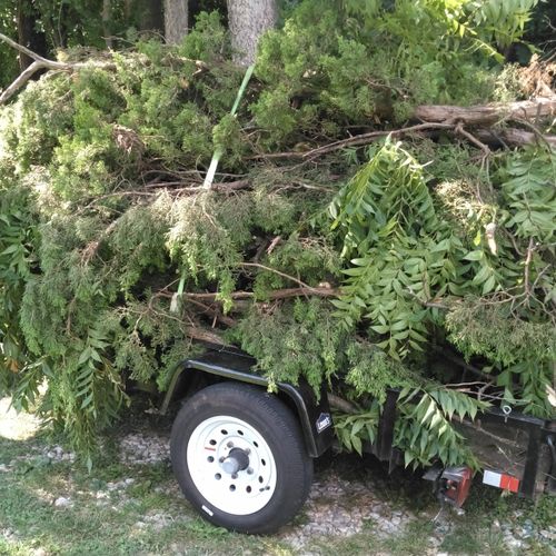 Shrub Trimming and Removal