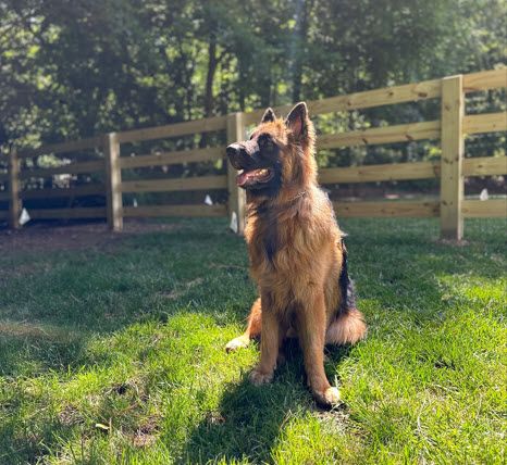 Dog Fence Installation