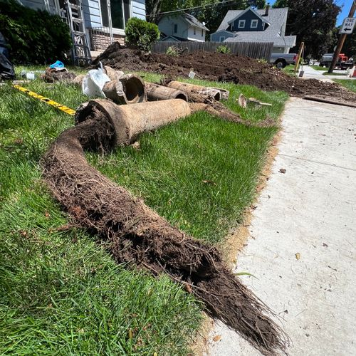 Sewer full of Tree Roots!