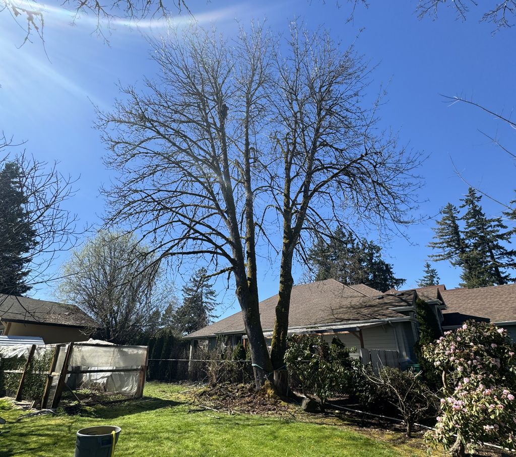 Tree Trimming and Removal