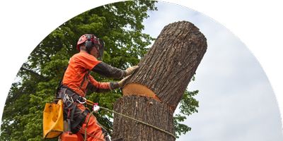 Negotiating Arborist Rates In Palmview, TX
 thumbnail