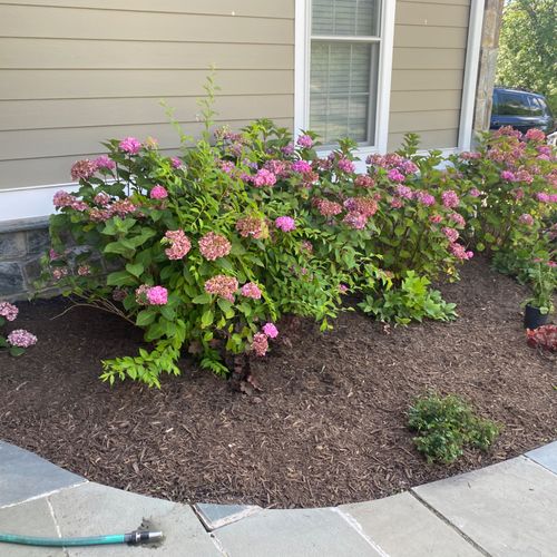 We needed to remultch our front beds, they respond