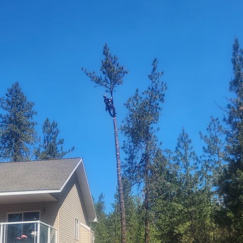 Tree Trimming and Removal