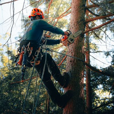 Avatar for black panther tree removal