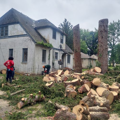 Tree Trimming and Removal