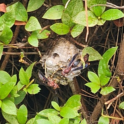 hiding Wasp nest