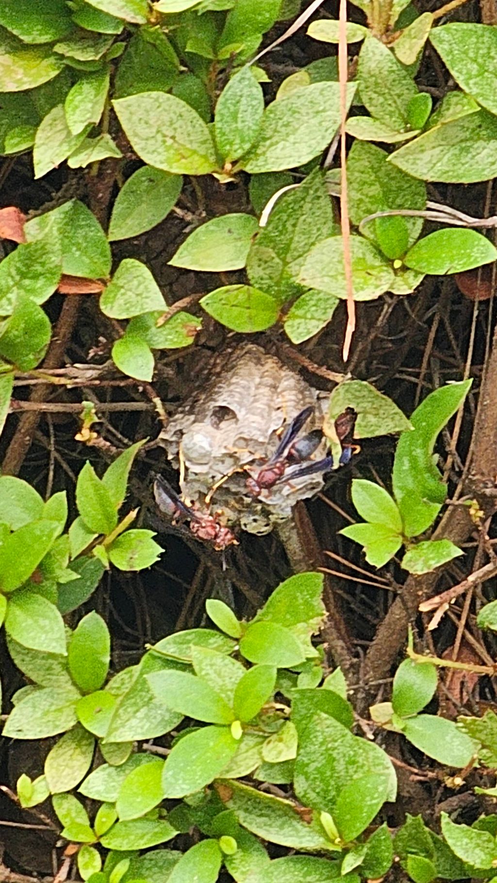 hiding Wasp nest