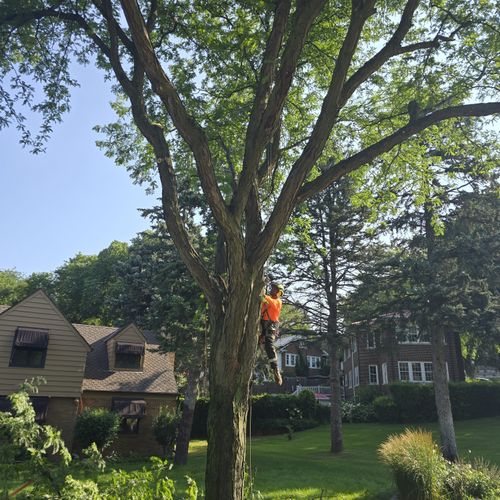 Shrub Trimming and Removal