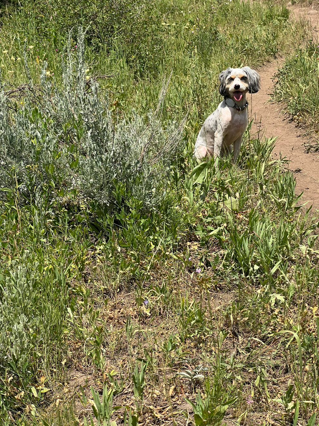 Absolutely love my pup’s cut. She worked with us o