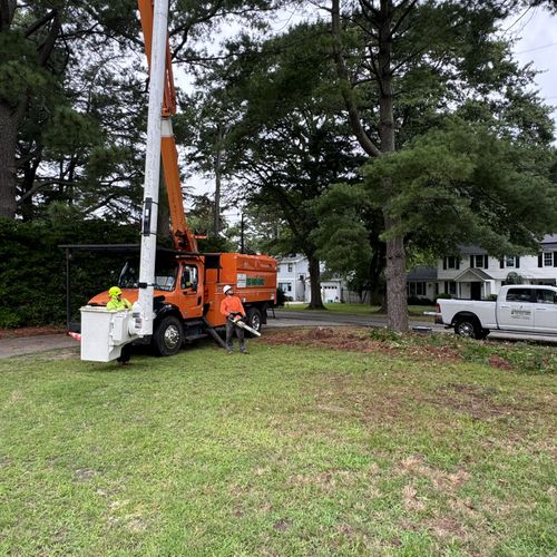 Tree Stump Grinding and Removal