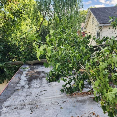 Tree Trimming and Removal