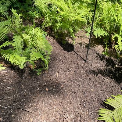 Avatar for Vondini Landscaping & Snow Removal