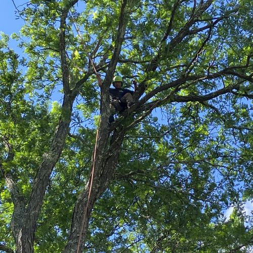 Tree Trimming and Removal