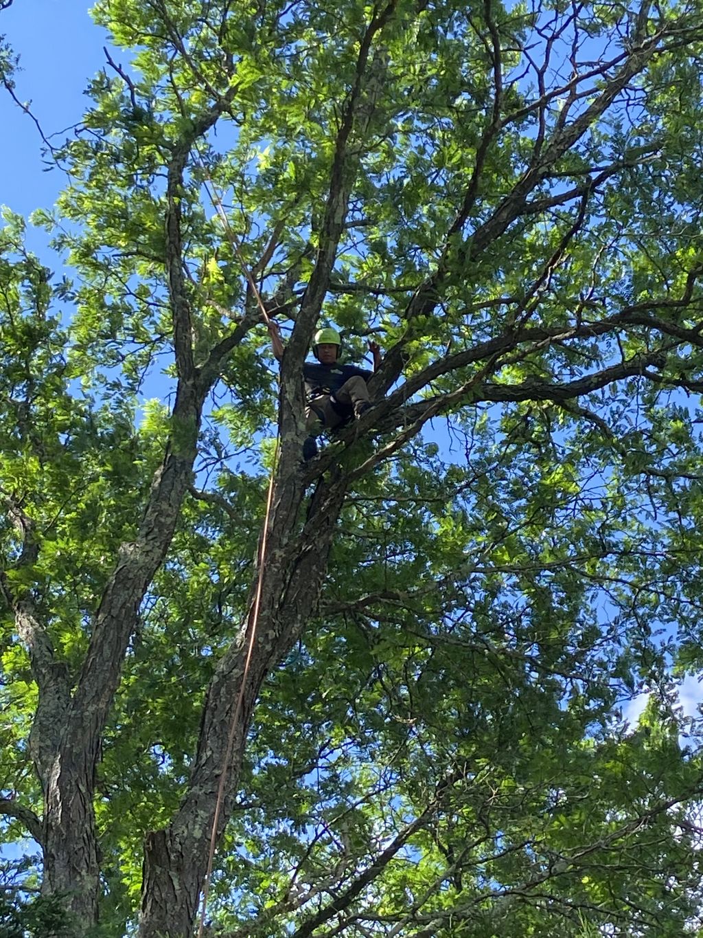 Tree Trimming and Removal