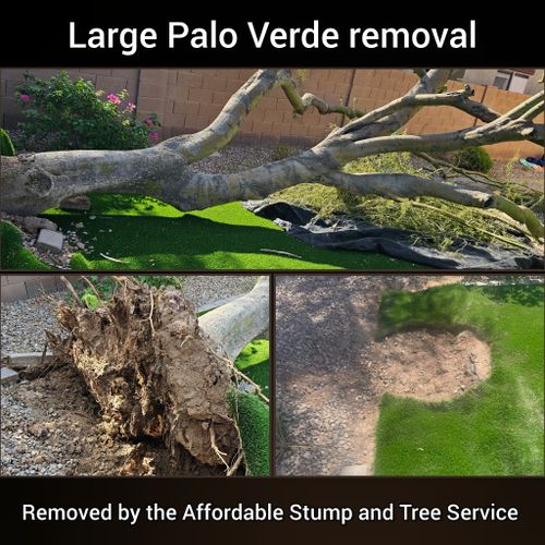 Tree Stump Grinding and Removal