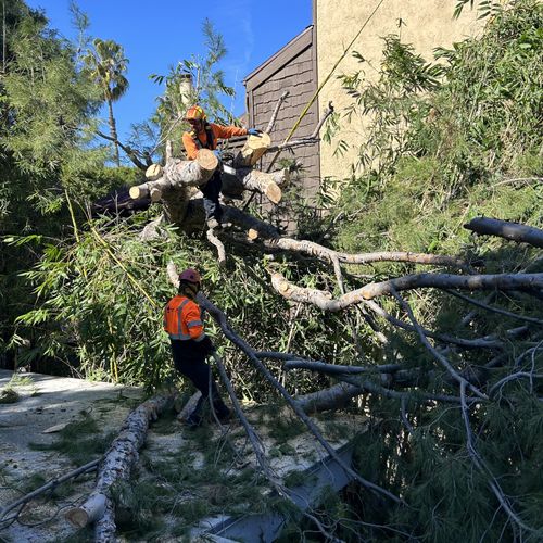 Tree Trimming and Removal