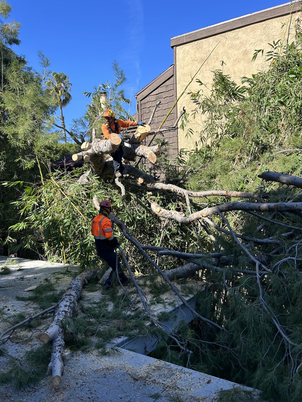 Tree Trimming and Removal