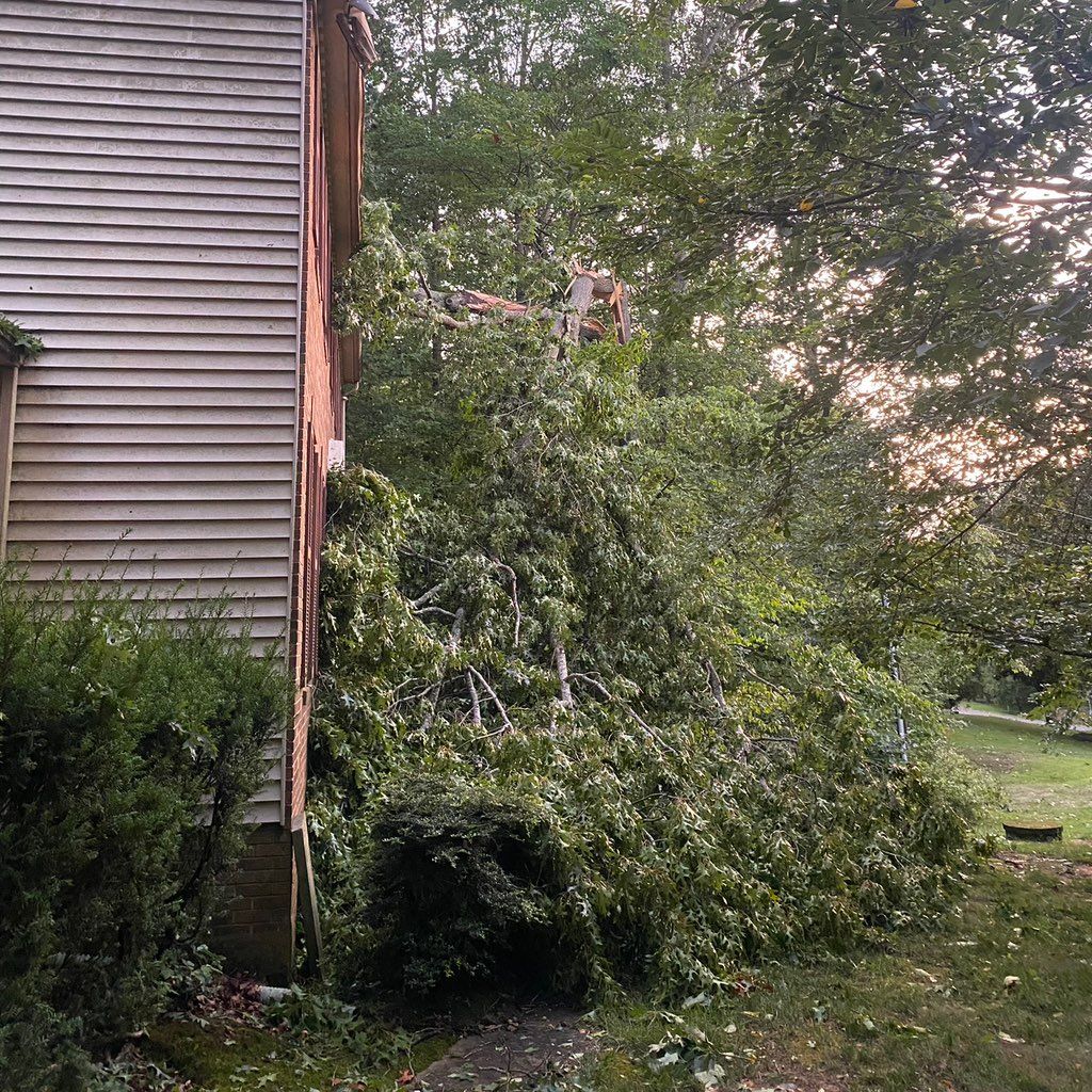 Sanchez Tree service & Landscaping