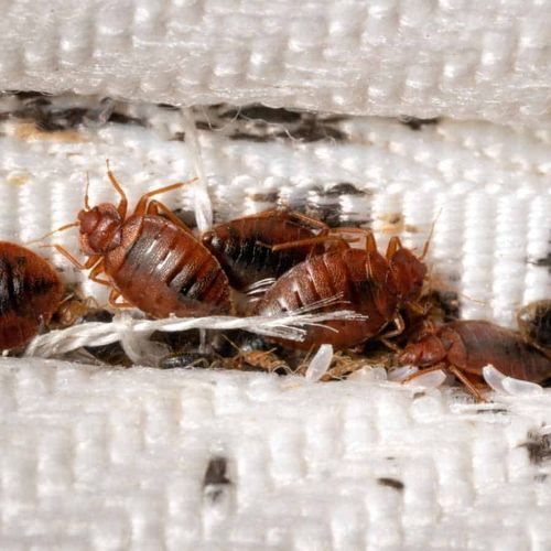 Bed Bug Extermination