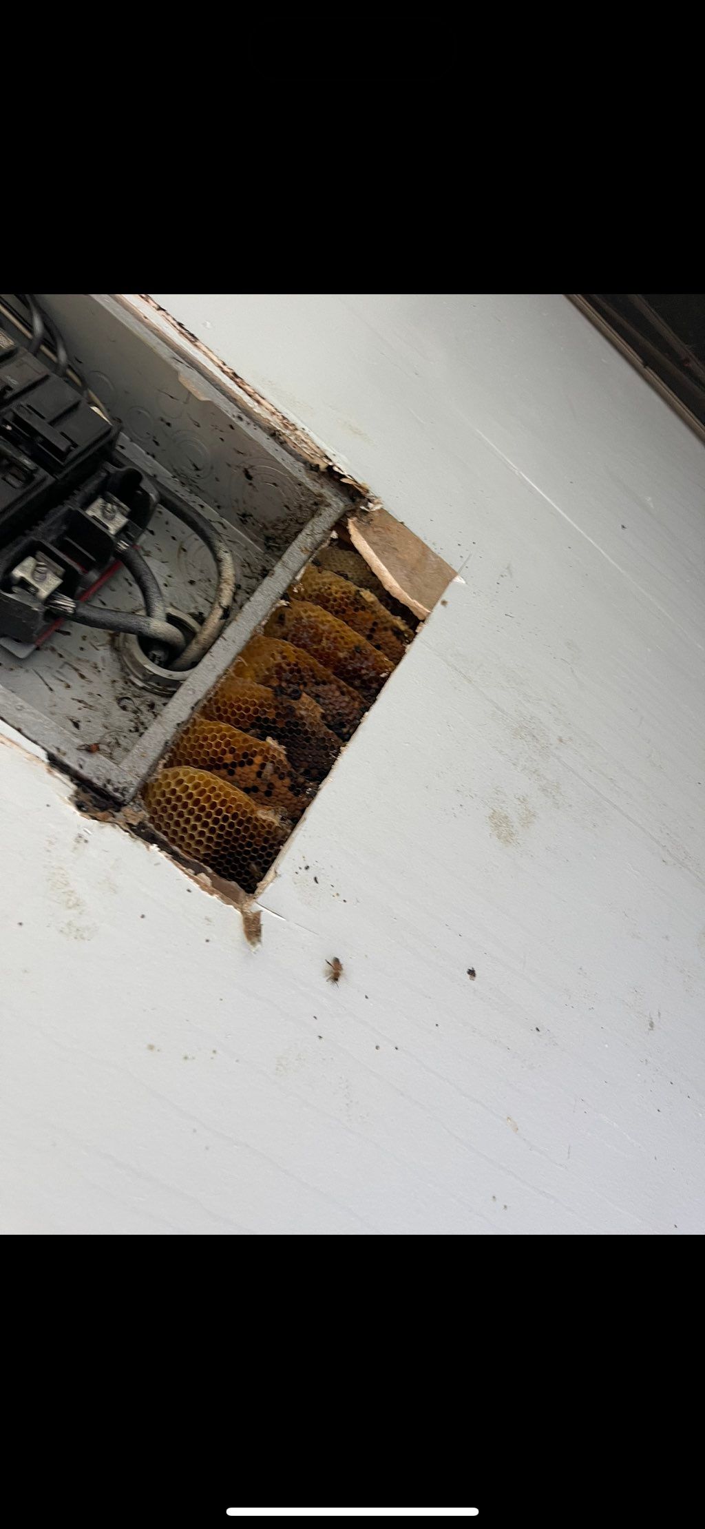 Located Honeybee Hive