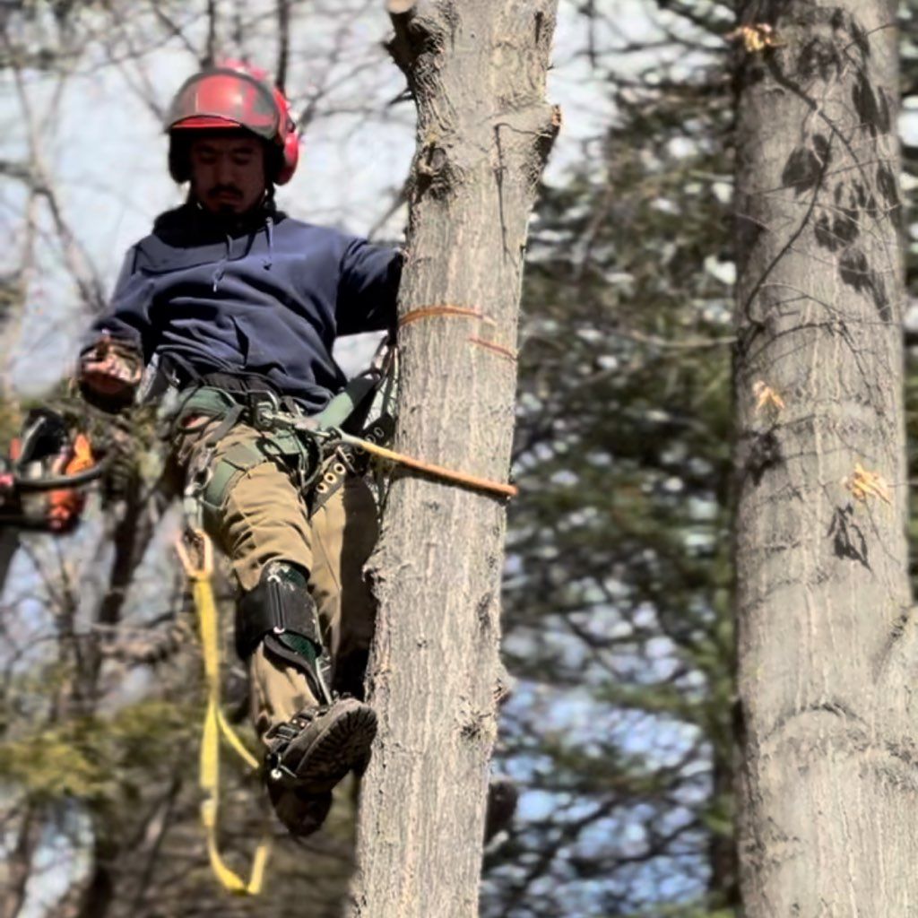 Timberland tree service