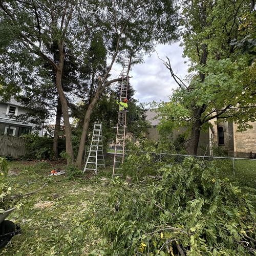 Tree Trimming and Removal