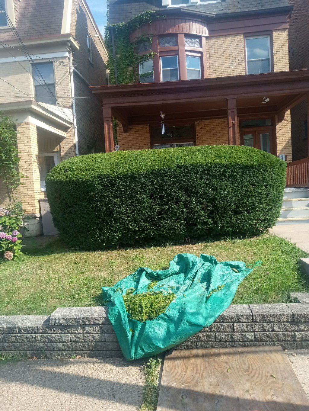 Devaughn did an excellent job trimming the hedges 