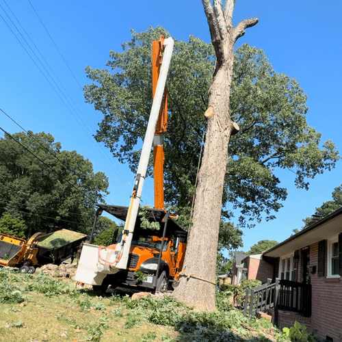 Tree Stump Grinding and Removal