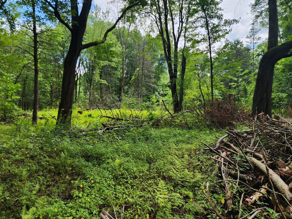 Before large 2 acre tree thinning and dirt work