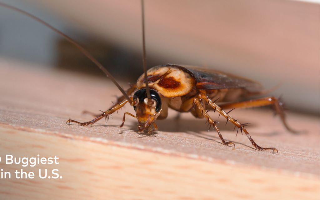 Thumbtack Reveals the 2024 Buggiest Cities in the U.S., with Atlanta Holding the #1 Spot for the Second Year In a Row