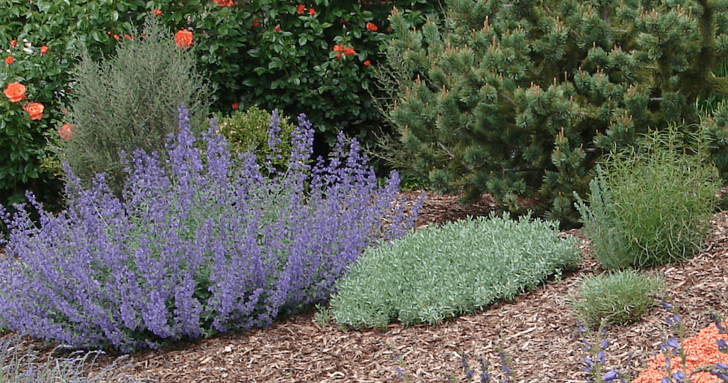 lavender and herbs in yard