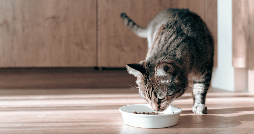 cat eating food out of bowl